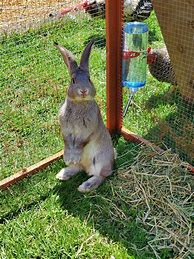 Image result for Bunnies as Pets