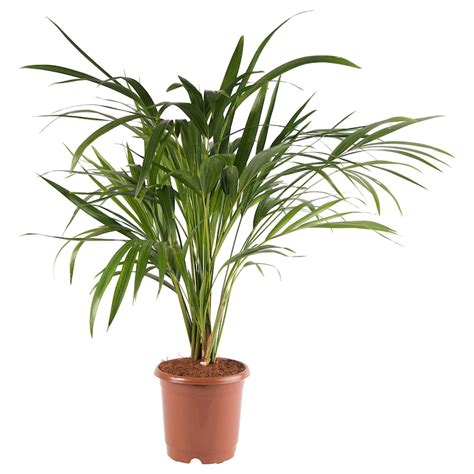 CHRYSALIDOCARPUS LUTESCENS potted plant, Areca palm, 15 cm (6") - IKEA