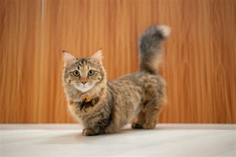 Adult Munchkin Cat A Tricolor Cat Of The Munchkin Breed Lies On A