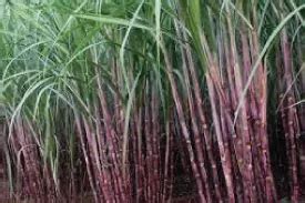 Field Crops English – Harit Sanjivani