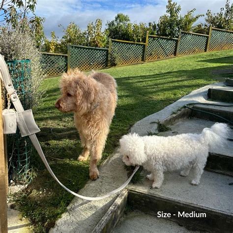 Buy Leather Dog Leash Online for Small & Large Dogs – pupr.in
