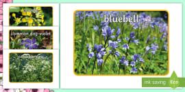 Spring Flowers Display Poster - Primary Resources - Twinkl