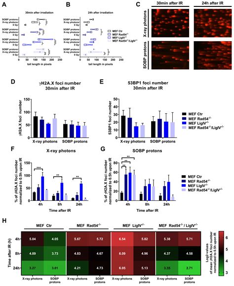 Proton Irradiation Increases the Necessity for Homologous Recombination ...