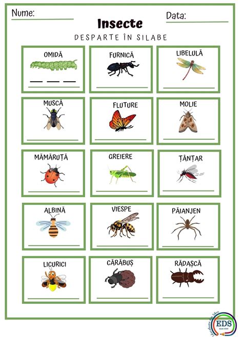 Insect Identification Chart in Spanish