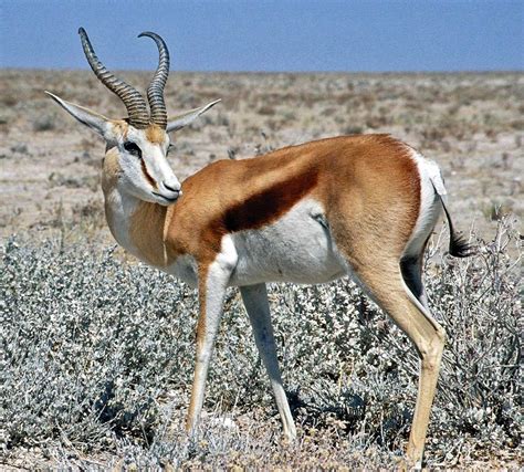 Antilope
