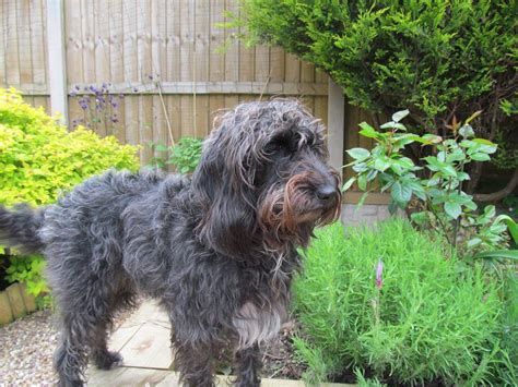 Image result for Gray Cockapoo