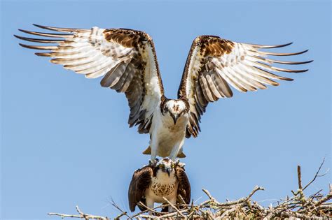 Free Images : wing, wildlife, beak, eagle, hawk, fauna, necklace, bird of prey, vertebrate ...