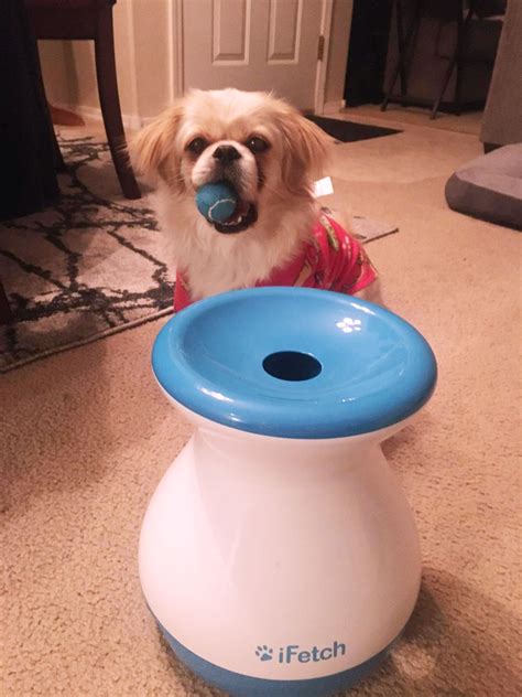 Training Dog On Automatic Fetch Machine 的图像结果