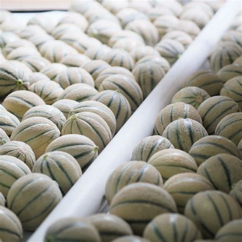 Cada Mike's Melon que disfrutas refleja nuestro compromiso con la ...