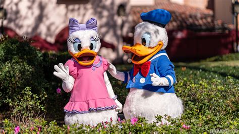 Donald Duck & Daisy Duck Sighting Relocated at Disney's Hollywood Studios