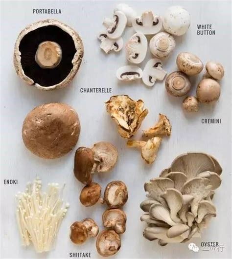 健康养生：盘点7种菇类怎么吃最养生_央广网