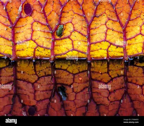 Lily pond frog white hi-res stock photography and images - Alamy