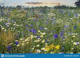 Image result for Blue Floral Spring