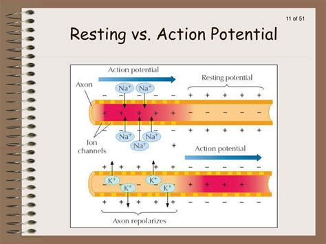 Image result for Resting potential Definition