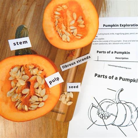 Pumpkin Anatomy Of A Lable
