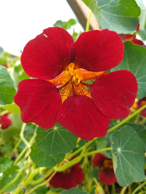 Nasturtiums: Edible, Effortless, Dazzling Companion Plants - : Growing ...