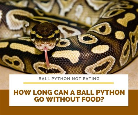 Image result for Ball Python Not Eating