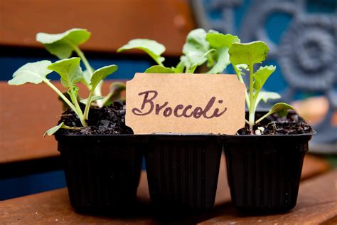 Is Broccoli Man-made? Let's Take A Look Into Plant Genetics