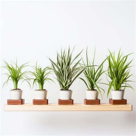 Air Plants Arrangements 的图像结果