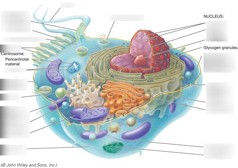 Biological Cell Structure 的图像结果
