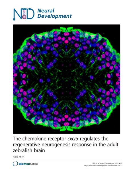 Image result for Neural Development