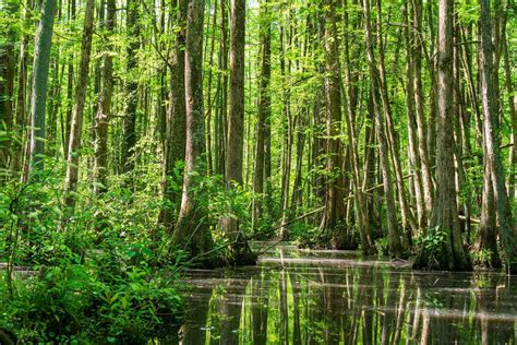 In Blackwater Woods - griefHaven® Official Site