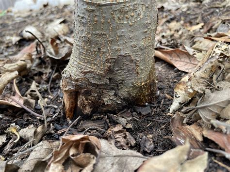 Image result for Tree Rot Infection