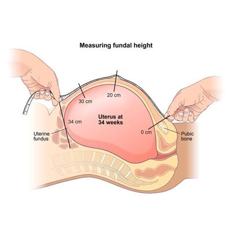 How To Measure Fundal Height