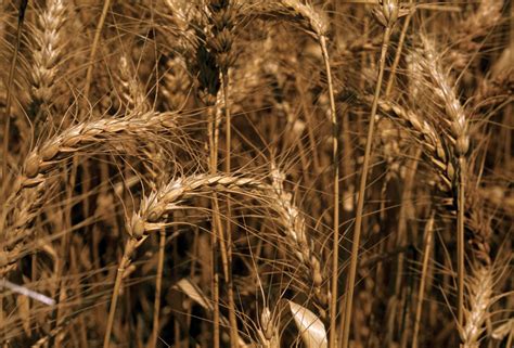 Bread wheat | plant | Britannica