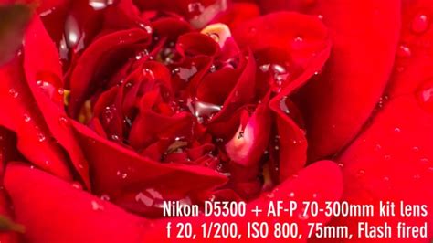 Raynox DCR-250 Sample Photos | Macro Photography with Raynox DCR-250 ...
