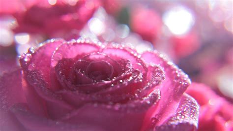 Pink Rose Glitter Wallpapers - Top Free Pink Rose Glitter Backgrounds ...