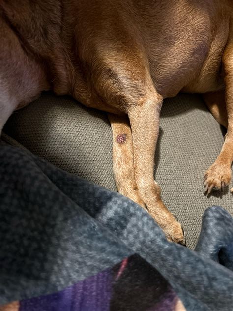 Warts on dog : r/DogAdvice