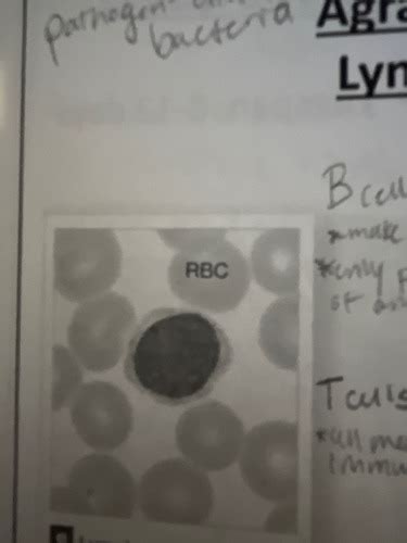 Image result for Bio Chapter 4 Quiz