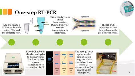 Image result for Reverse Transcriptase PCR Steps