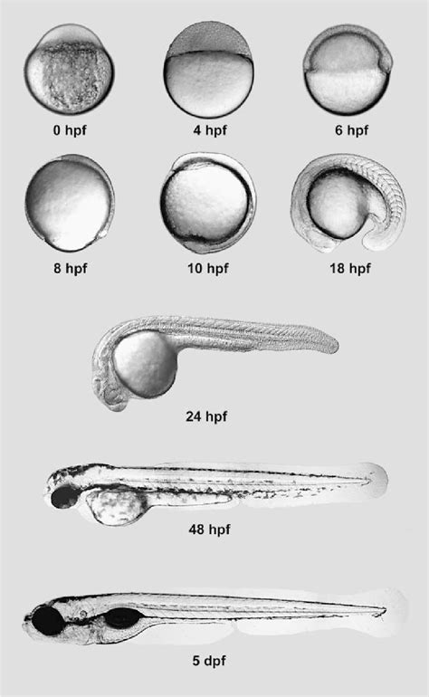 Zebrafish Embryo Time-Lapse 的图像结果