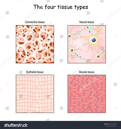 Epithelial Tissue Under Microscope