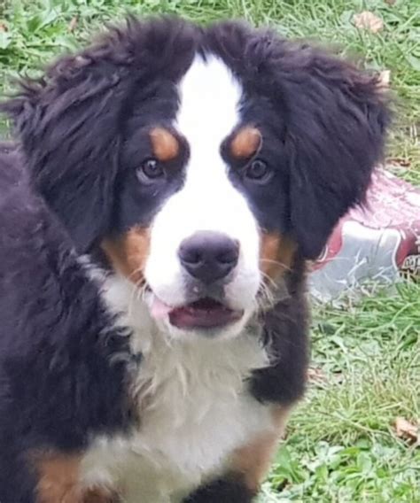 Business Person Dress to Impress 的图像结果