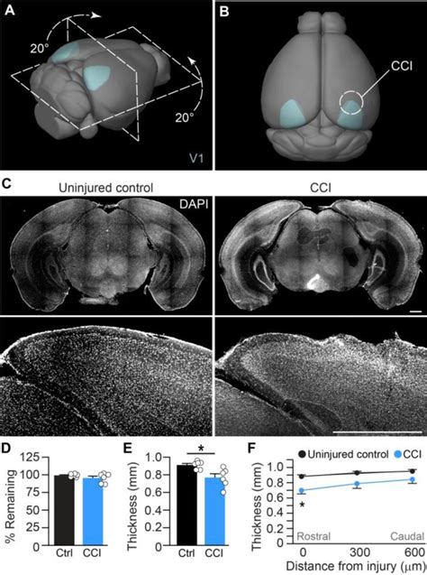 Primary Visual Cortex 的图像结果