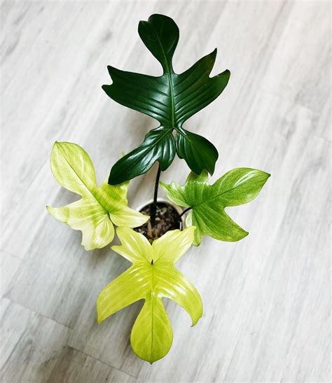 Philodendron Florida Ghost 👻🤍 : r/philodendron