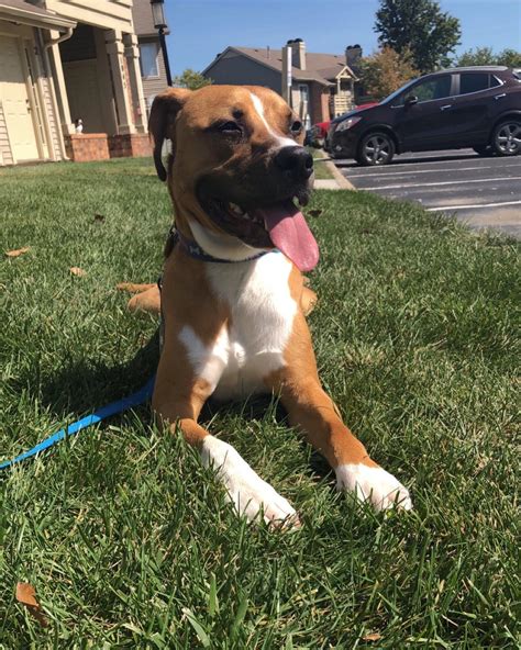 Boxer Pitbull Lab Mix Puppies