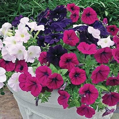 ario Petunia Mix Color Flower Seed Price in India - Buy ario Petunia ...