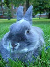 Image result for Big Bad Blue Rabbit