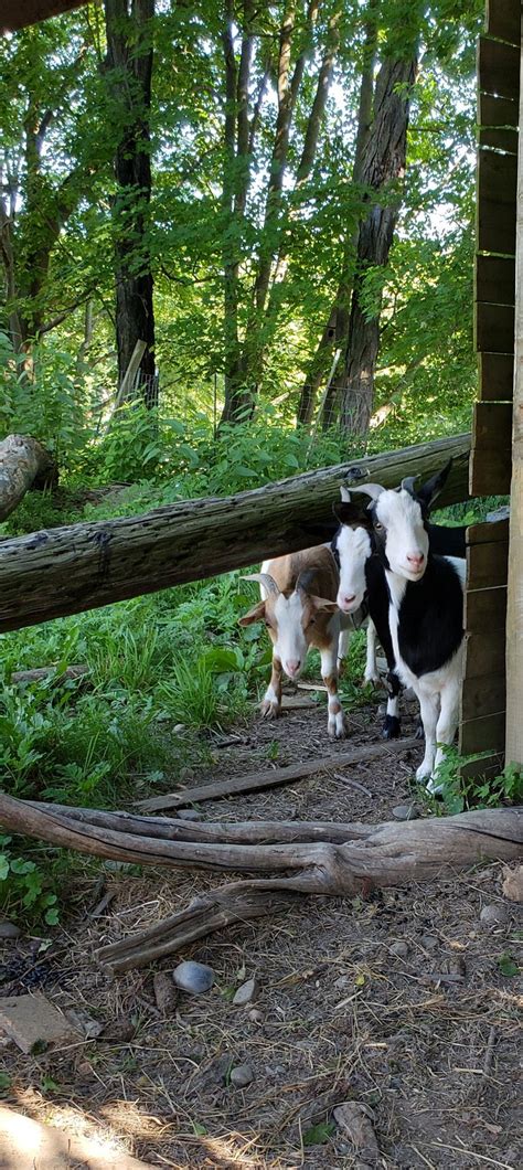 FAINTING GOAT ISLAND INN (Nichols) - Specialty B&B Reviews & Photos ...