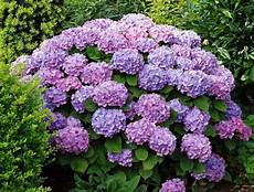 tailler les hortensias photos tailler un hortensia ce qu il faut savoir tailler les hortensias photos tailler un hortensia ce qu il faut savoir