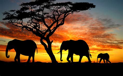 Elephants Silhouette wallpaper | 2560x1600 | #12874