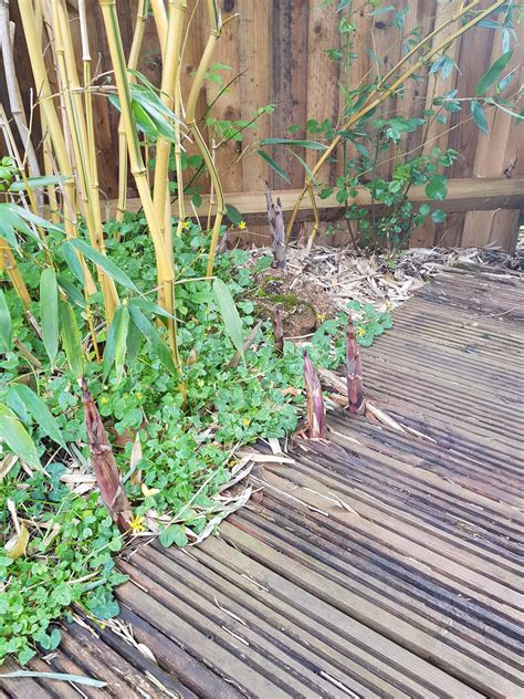 How to Kill Bamboo - Environment Controls