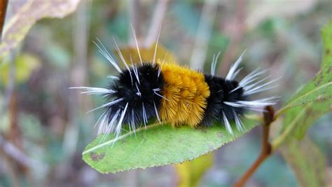 Do Birds Eat Woolly Bear Caterpillars at Dean Wilkerson blog