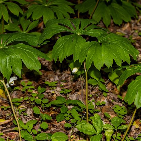 May Apple For Sale | Wholesale May Apple Plants - Tennessee Wholesale ...