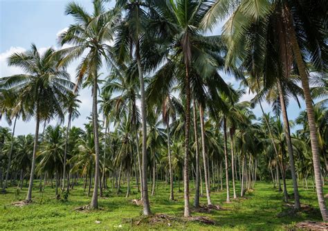 Erwinia spp.: Deadly Coconut Palm Disease