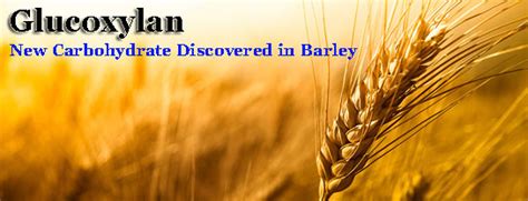 Glucoxylan | New Carbohydrate Discovered in Barley